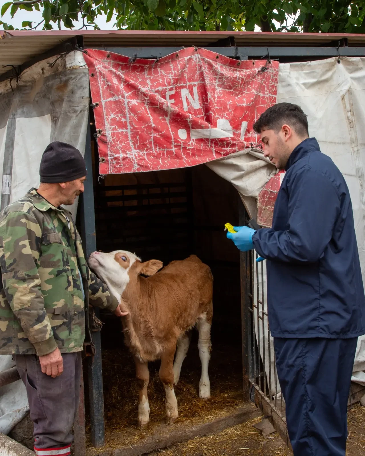 DSYB’den Önemli Küpeleme Duyurusu 1