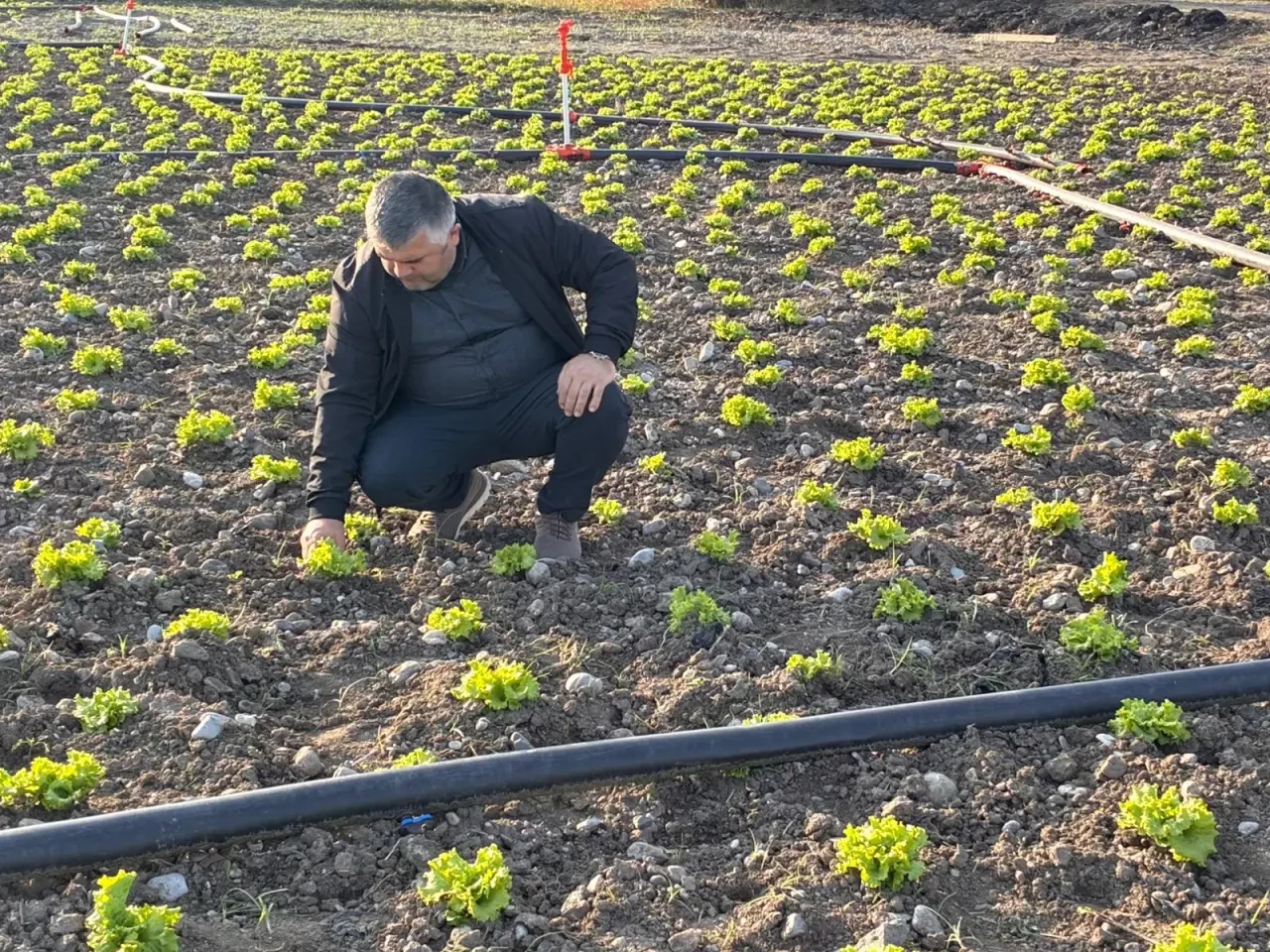 Taşova’da TAKE Projesi Kapsamında Hıyar ve Marul Üretimi Denetlendi 2