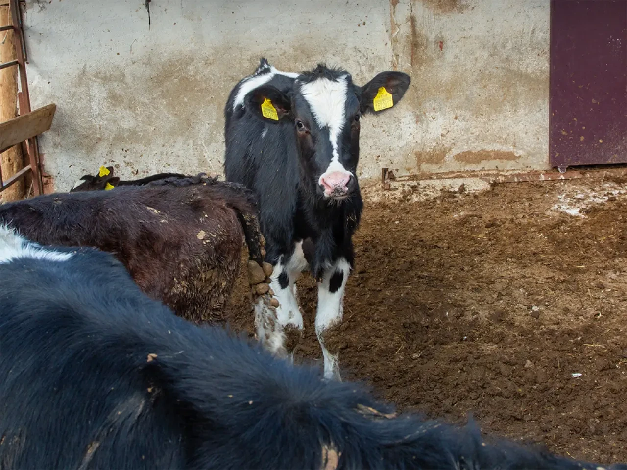 Amasya DSYB’den Üreticiye Yakın Takip 2