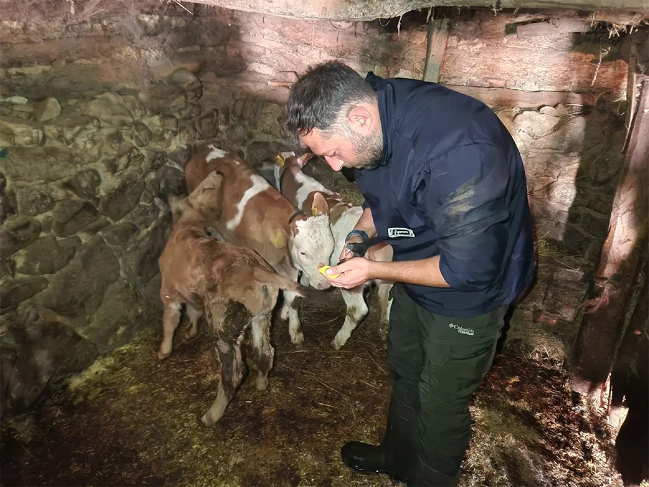Amasya DSYB Buzağı Küpeleme Çalışmaları Aralıksız Devam Ediyor 2