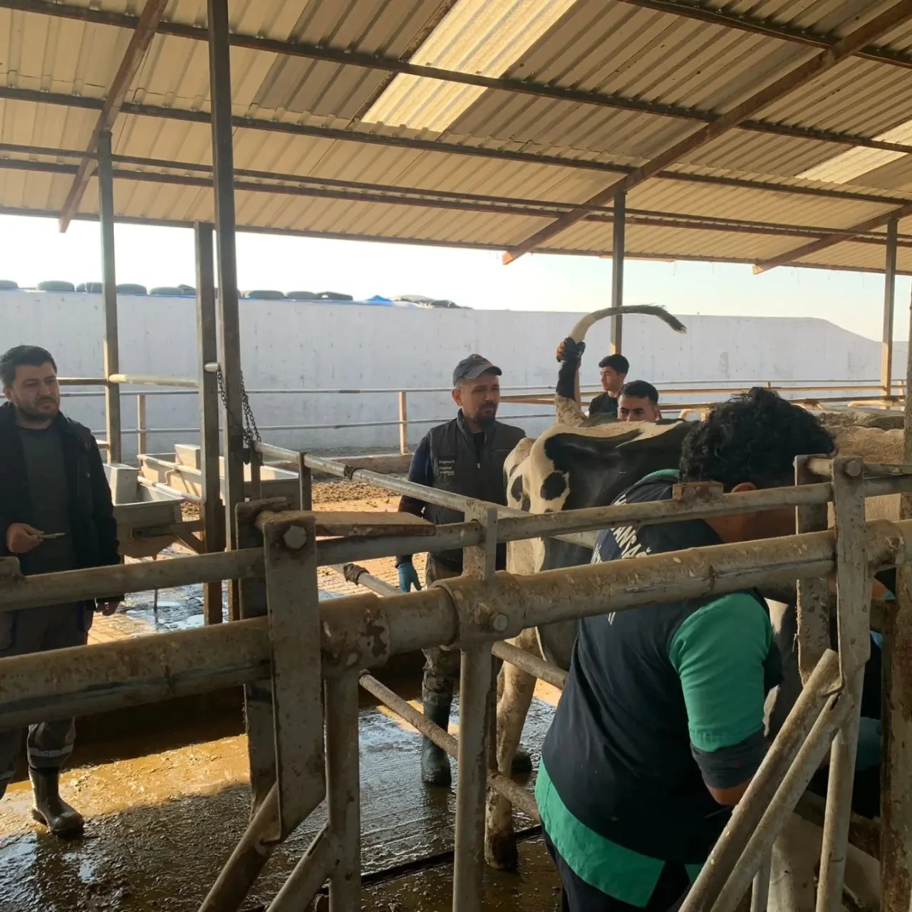 Merzifon’da Ari İşletme Kontrolleri 5