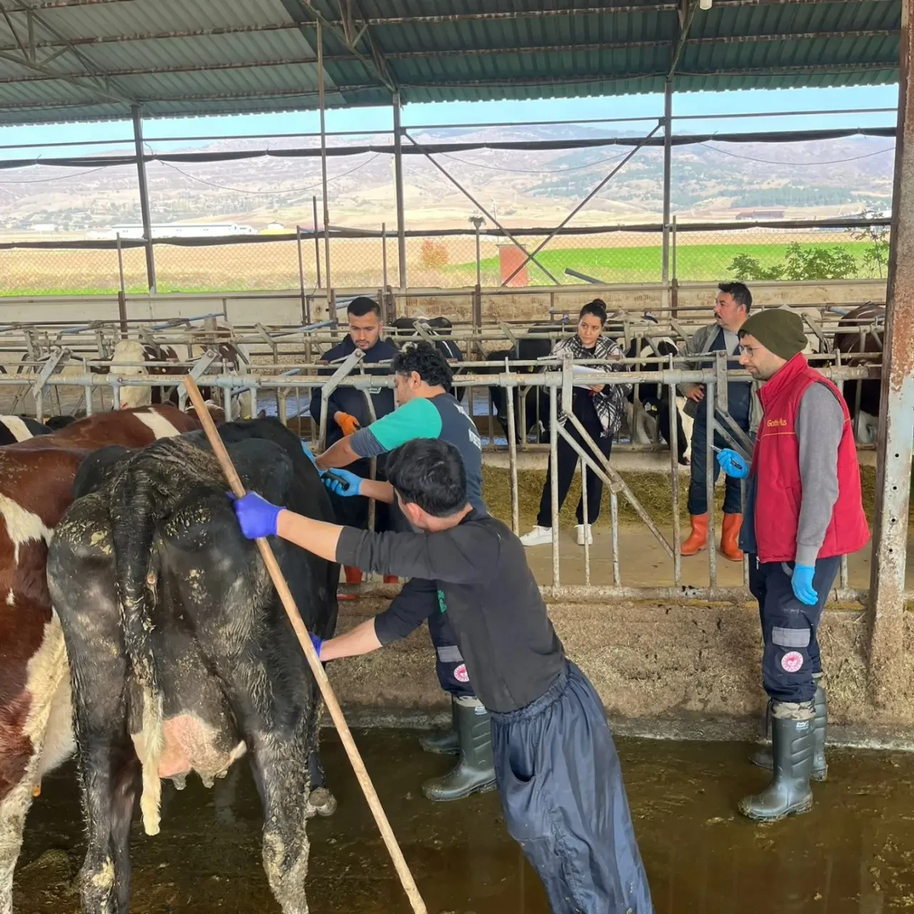 Merzifon’da Ari İşletme Kontrolleri 2
