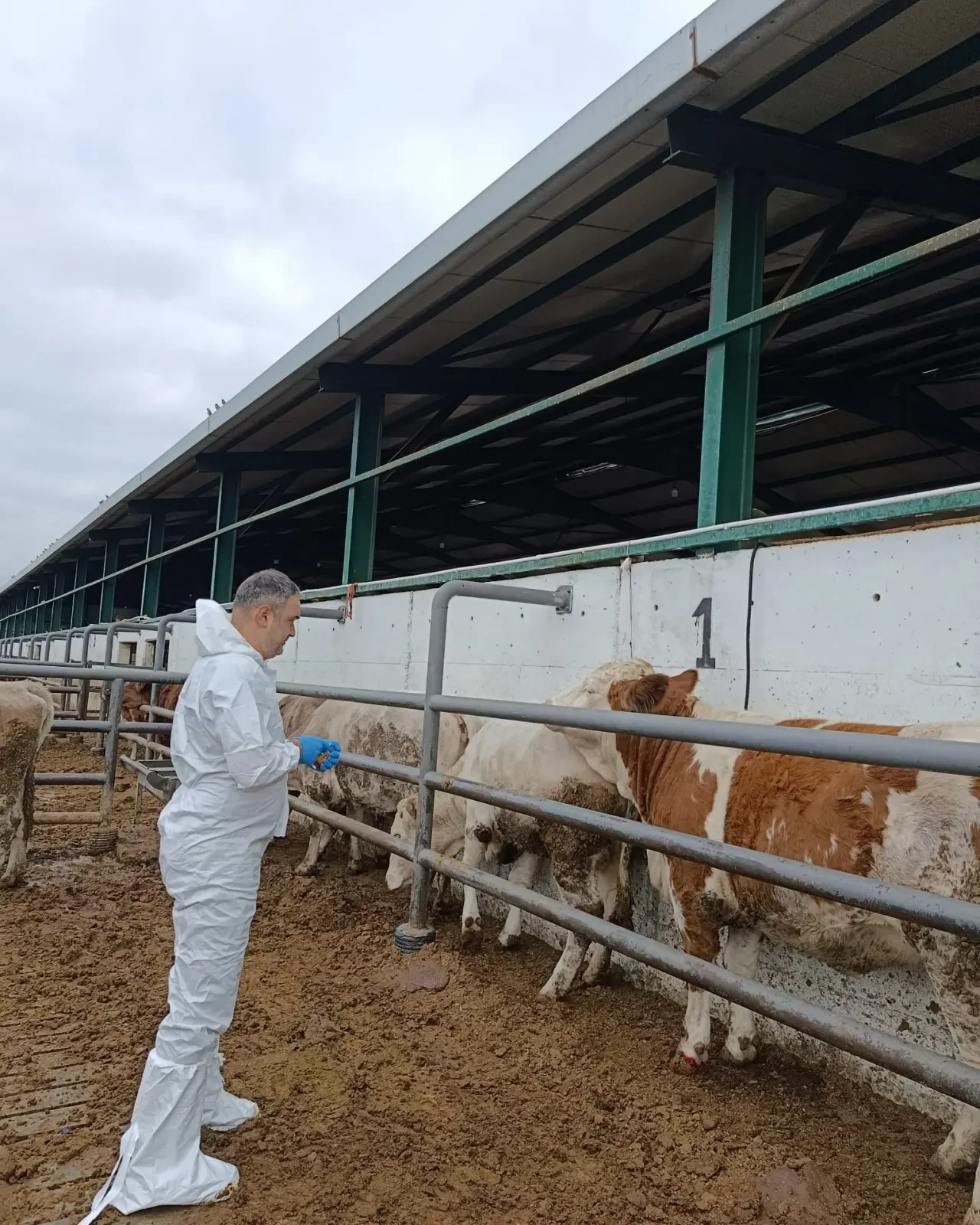 Şap ve Brucella Aşılama Çalışmaları İlde Aralıksız Devam Ediyor 3