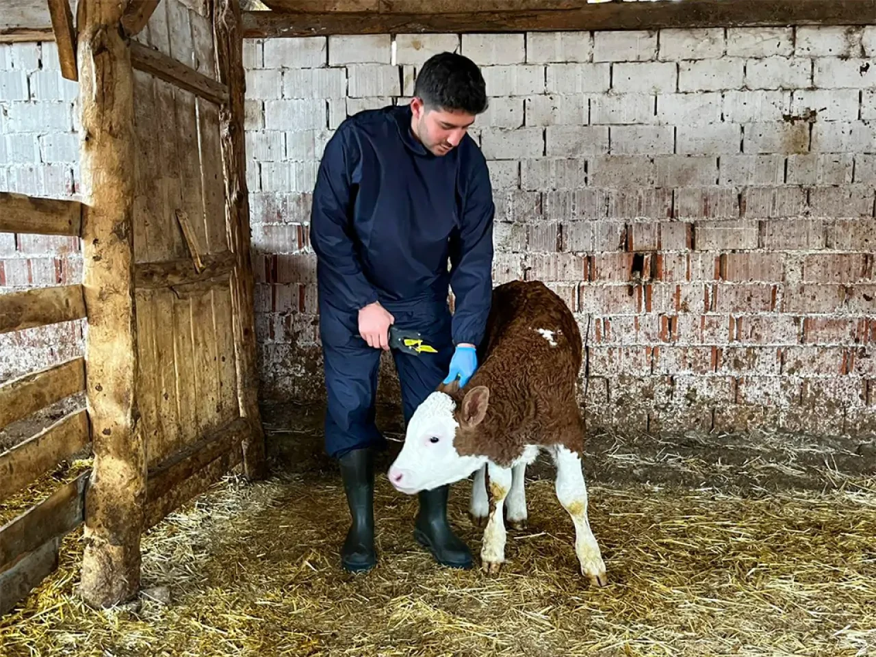 Amasya DSYB’den 43 Bin Buzağıya Küpe Uygulaması 1