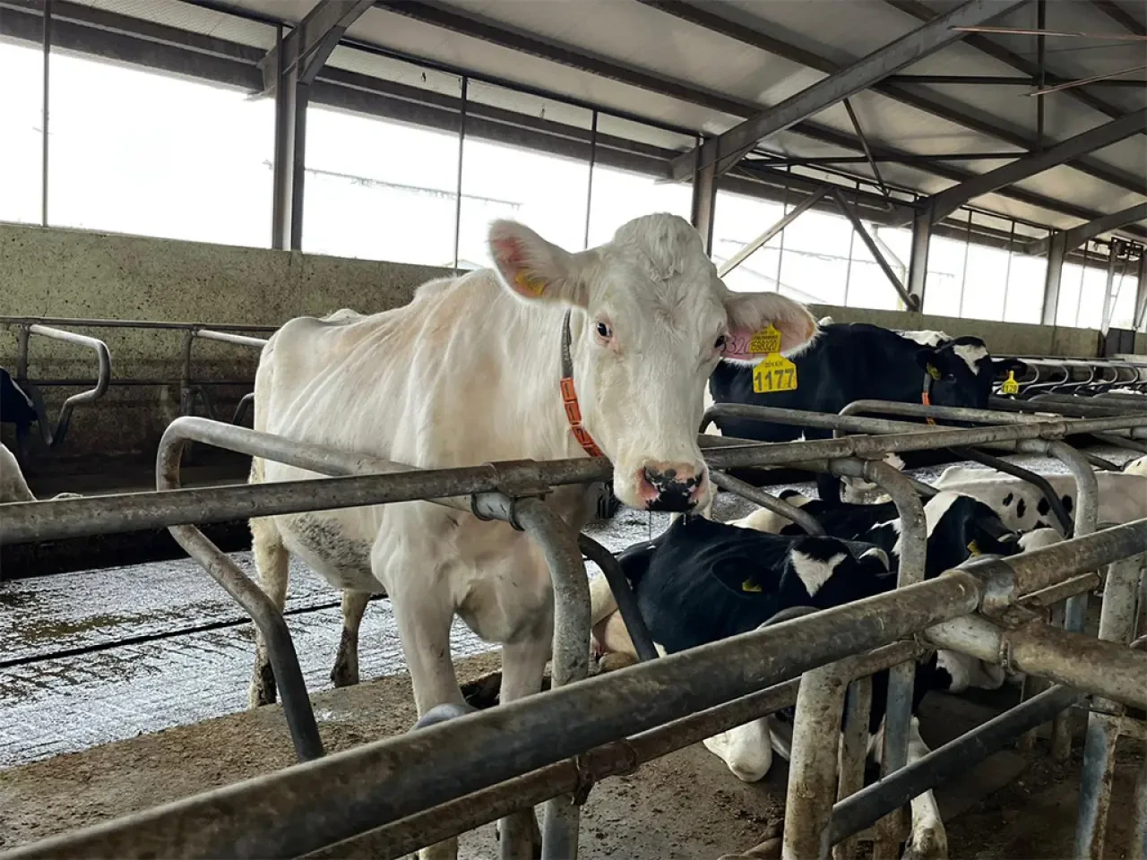 Amasya DSYB’den Tip Sınıflandırma Çalışması 4