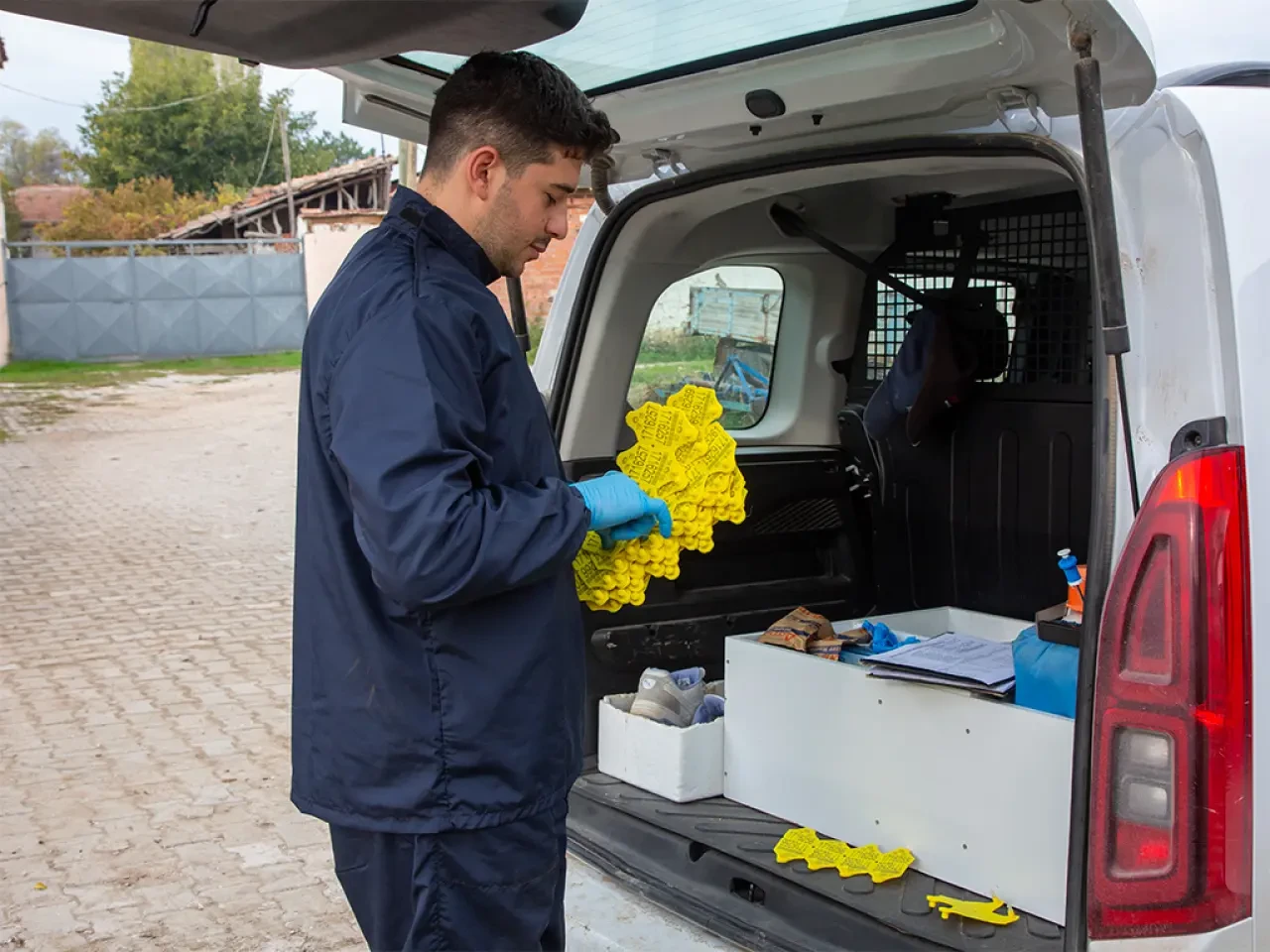 Amasya DSYB’den 43 Bin Buzağıya Küpe Uygulaması 3