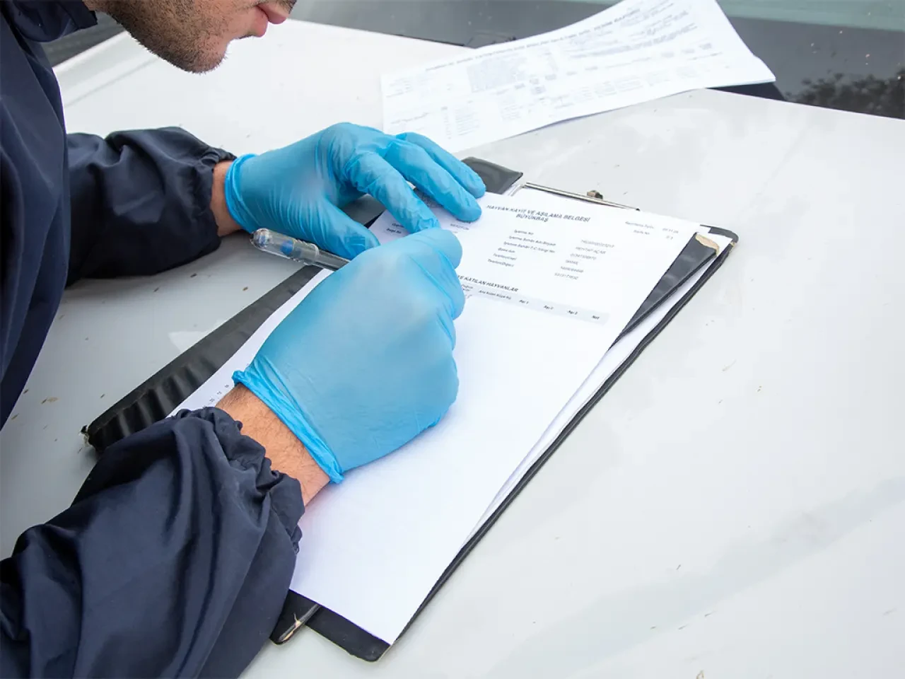 Amasya DSYB’den 43 Bin Buzağıya Küpe Uygulaması 4