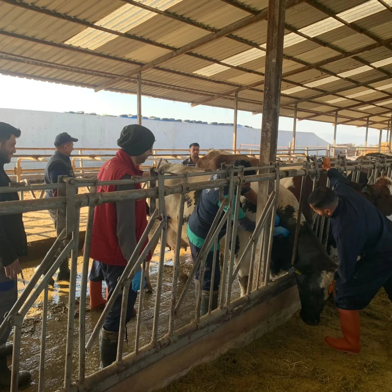 Merzifon’da Ari İşletme Kontrolleri 1