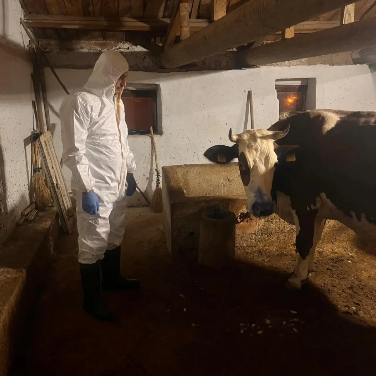 Merzifon’da Şap Hastalığına Karşı Mücadele 1