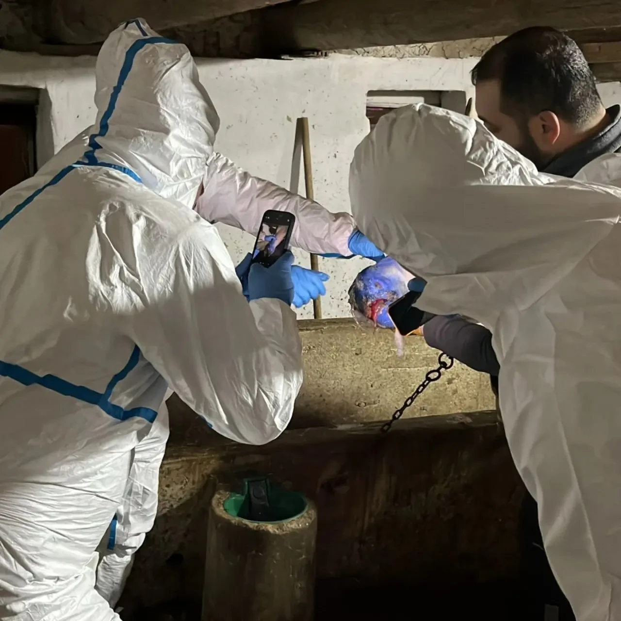 Merzifon’da Şap Hastalığına Karşı Mücadele 4