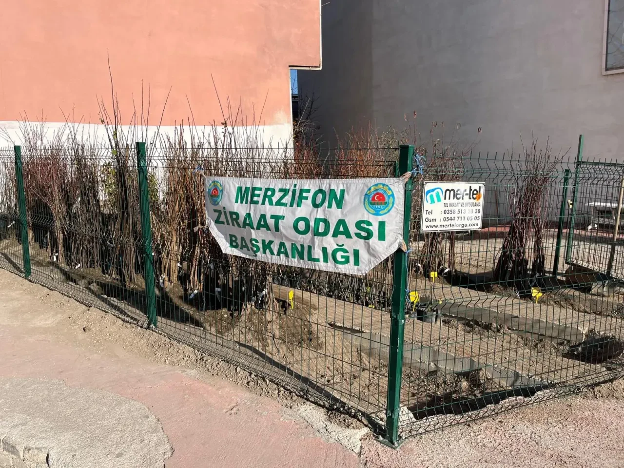 Merzifon Ziraat Odası’nda Meyve Fidanı Satışları Başladı 1