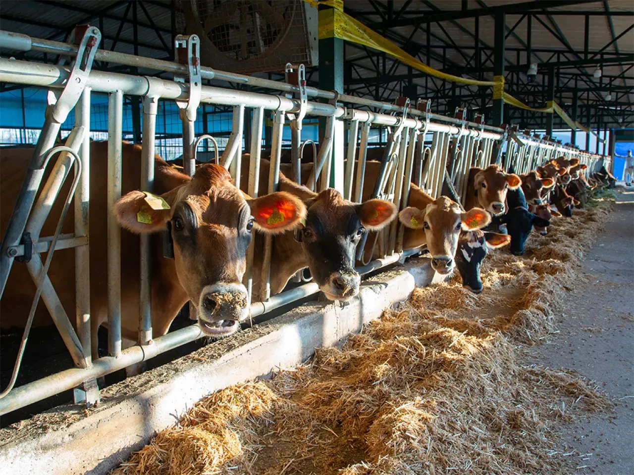 Merzifon’da Jersey Çiftliğine Teknik Dokunuş 1