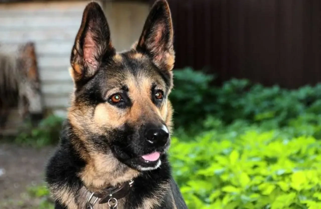 Rüyada Köpek Görmek Ne Anlama Gelir? İşte Merak Edilen Yorumlar 1