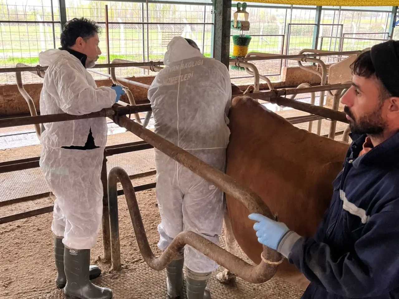 Merzifon’da Ari İşletme Kontrolü ve Numune Çalışması 1