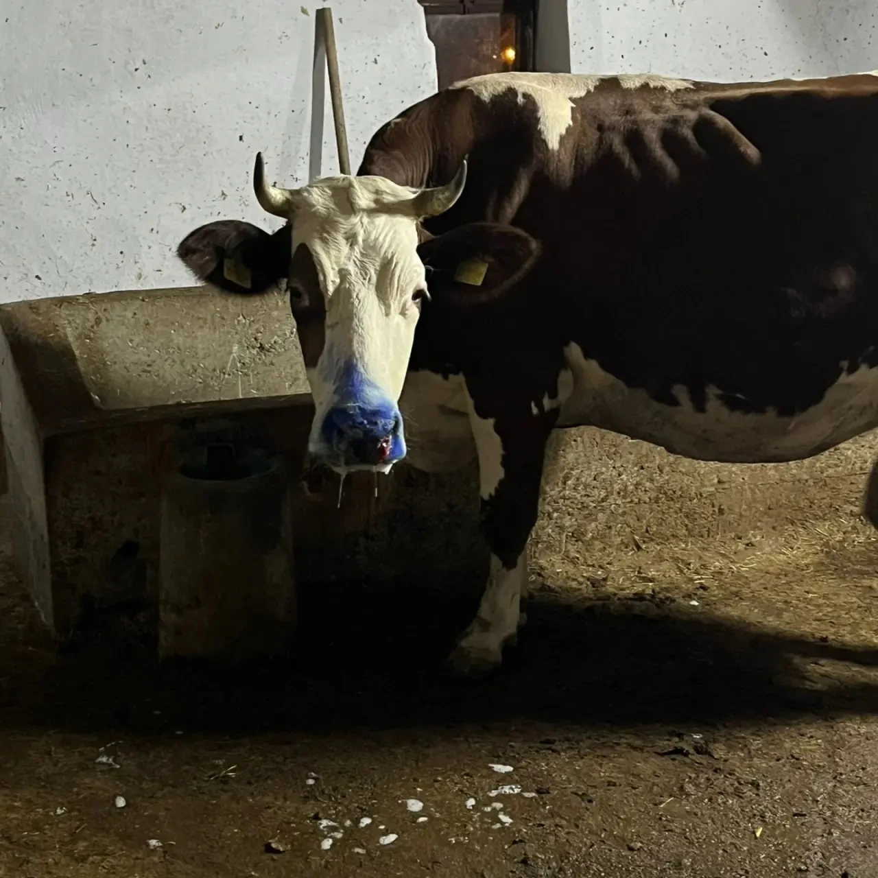 Merzifon’da Şap Hastalığına Karşı Mücadele 2