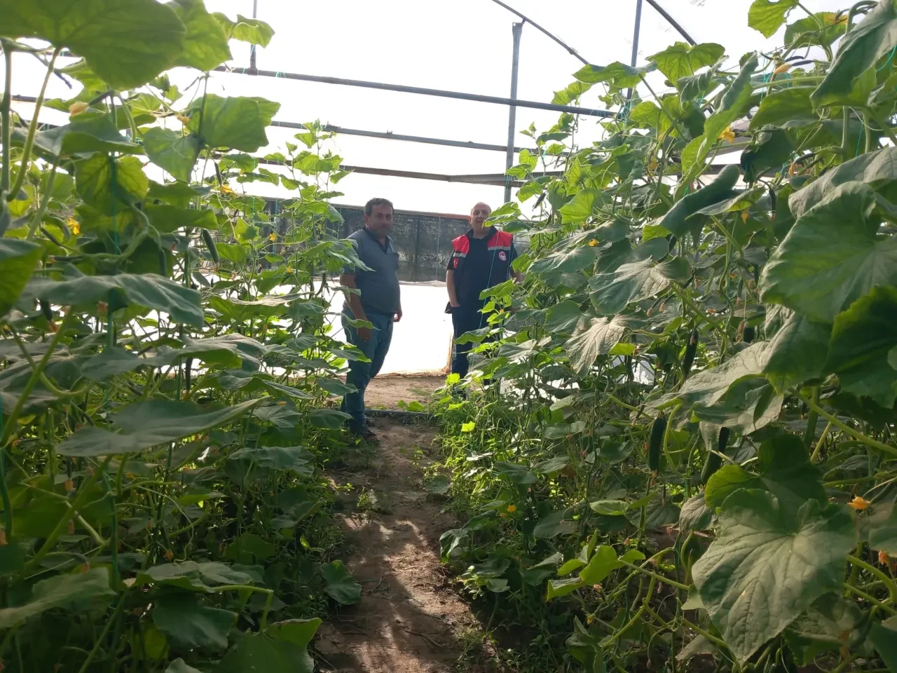 Taşova’da TAKE Projesi Kapsamında Hıyar ve Marul Üretimi Denetlendi 3