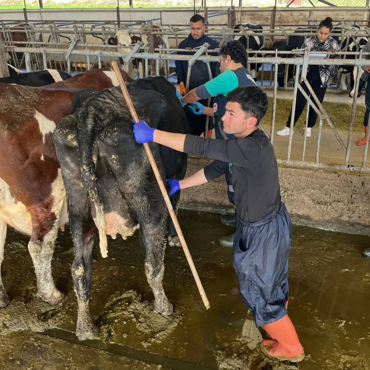 Merzifon’da Ari İşletme Kontrolleri 3