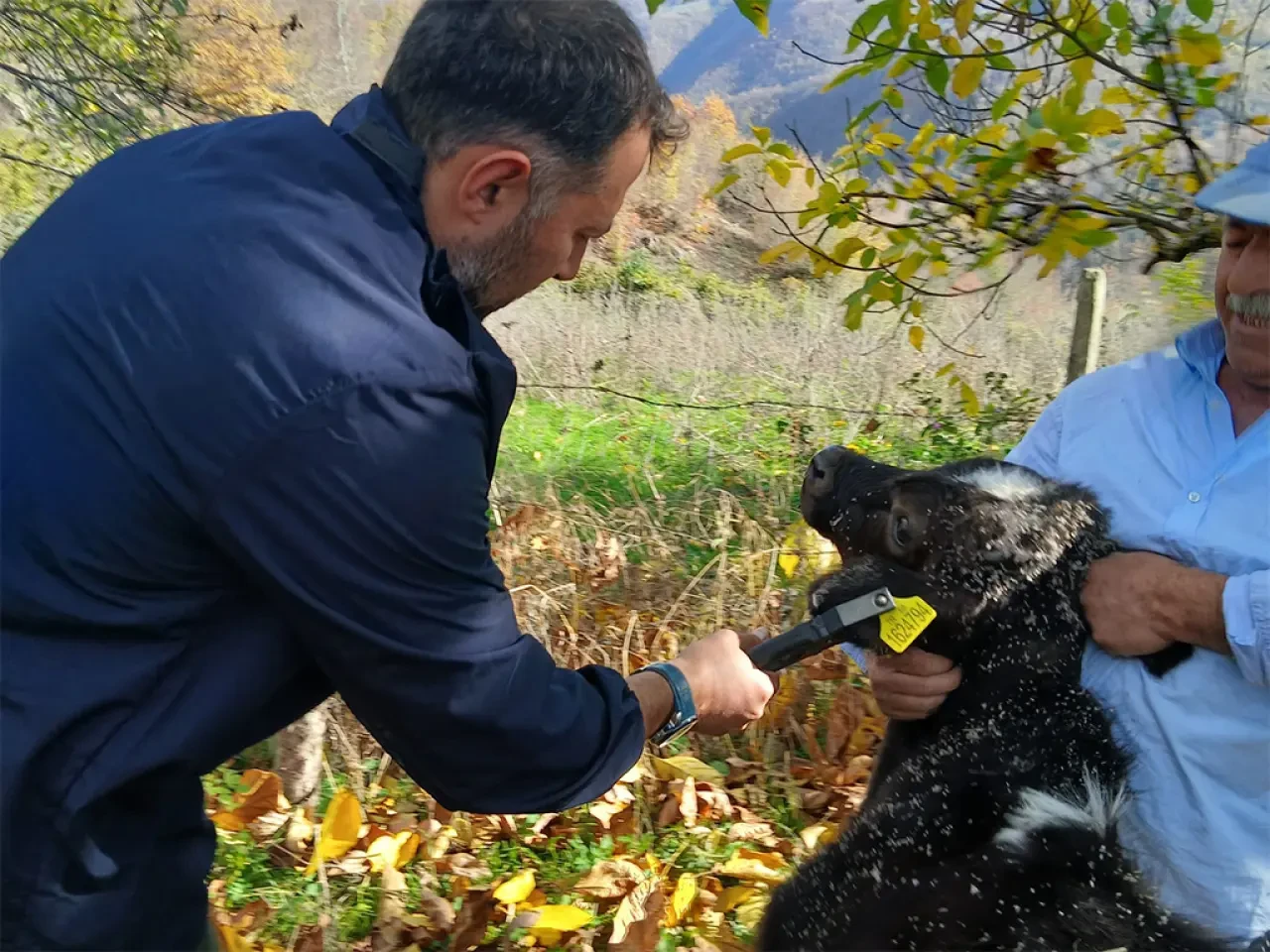 Amasya DSYB Buzağı Küpeleme Çalışmaları Aralıksız Devam Ediyor 3