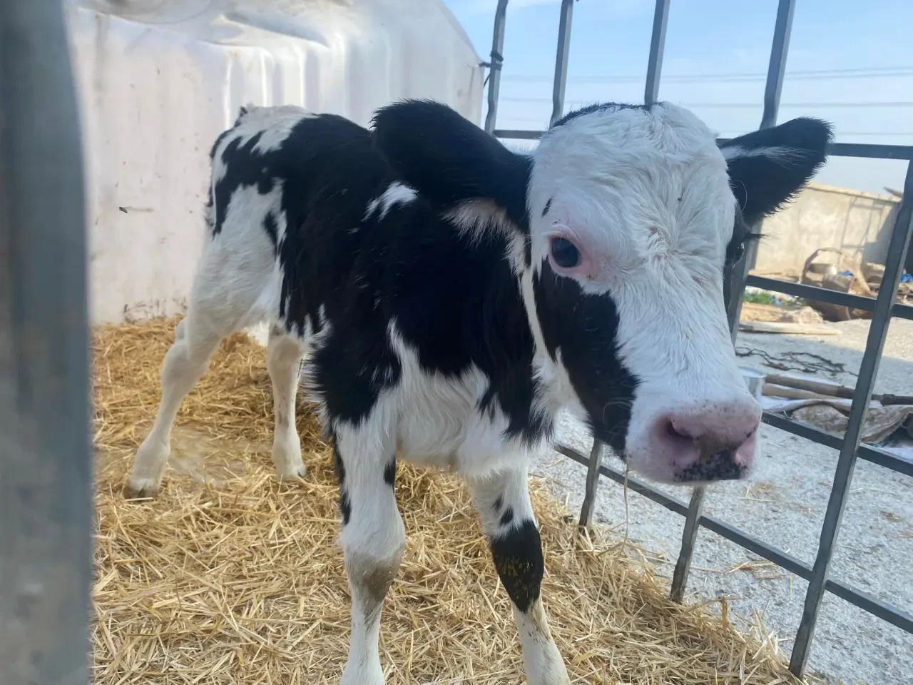 Amasya DSYB’den Suni Tohumlama ve Verim Artışı Çalışmaları 3