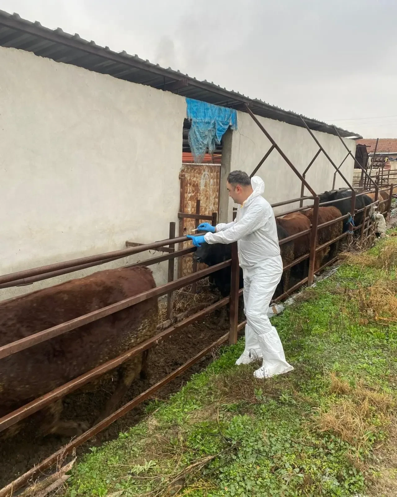 Amasya’da Şap Aşılama Çalışmaları Sürüyor 3