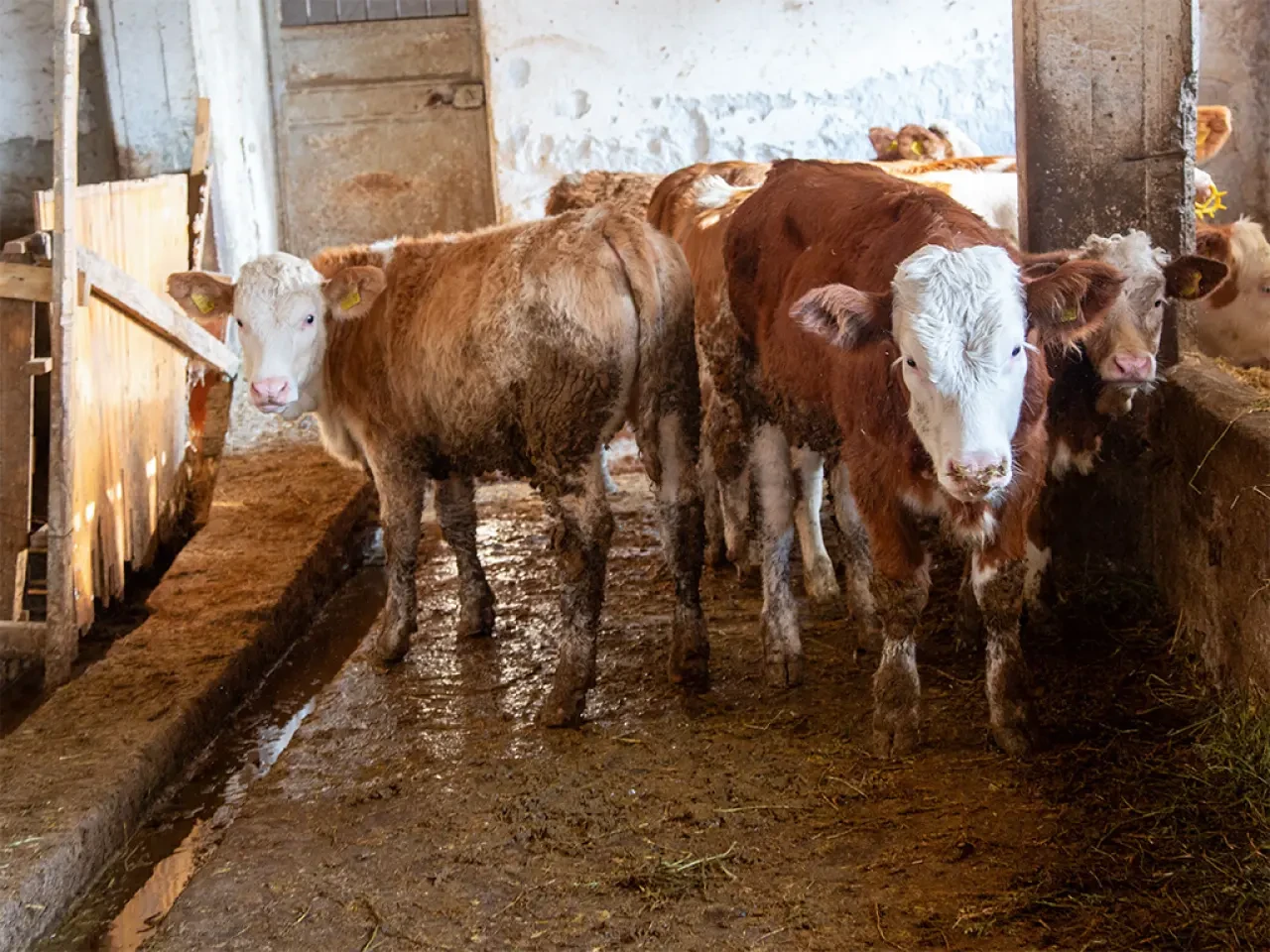 Köyümde Yaşamak İçin Bir Sürü Nedenim Var 5