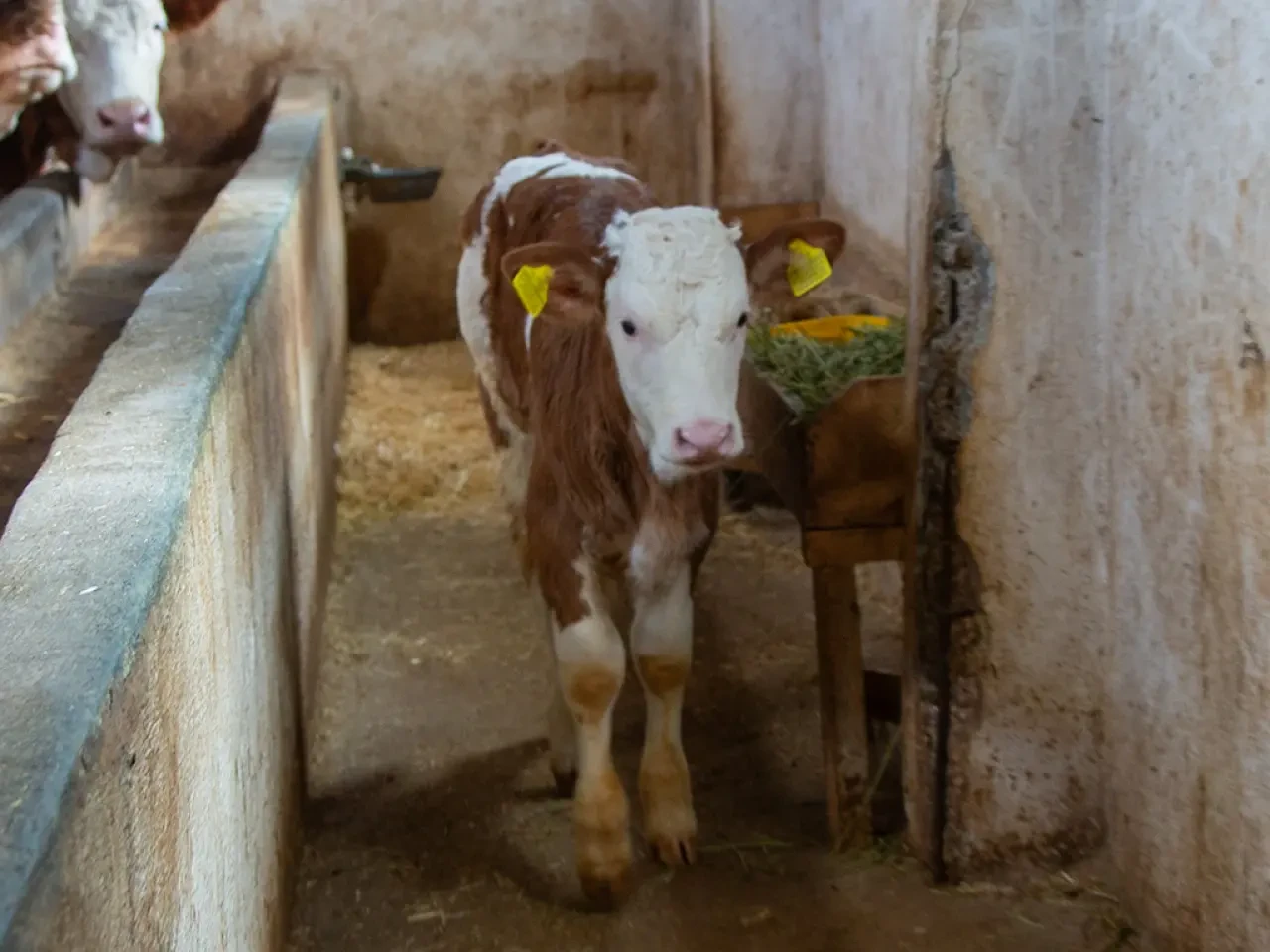Amasya’da Hayvancılığa Proje Desteği 2