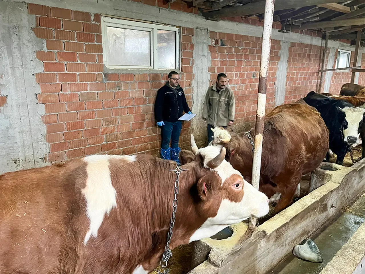 Köyümde Yaşamak İçin Bir Sürü Nedenim Var 1