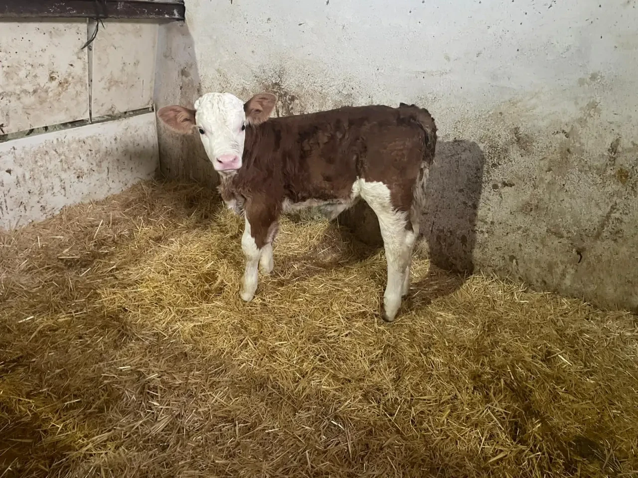 Amasya Hayvancılığında Islah Hamlesi 1