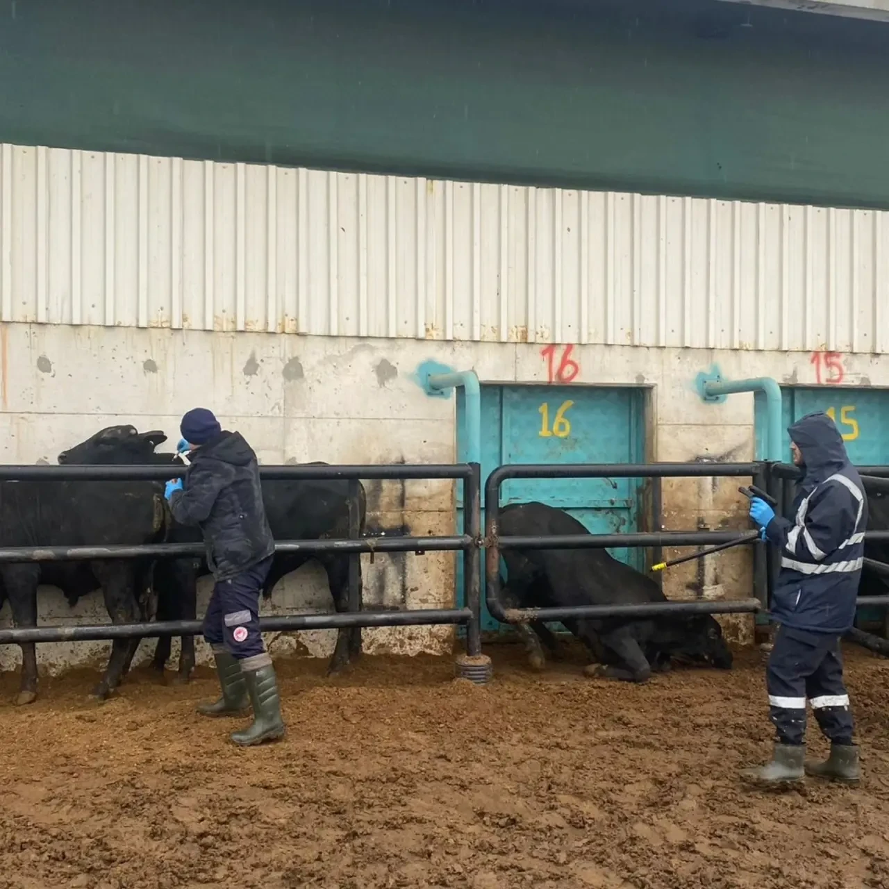 Karamağra’da İthal Hayvan Kontrolü 1