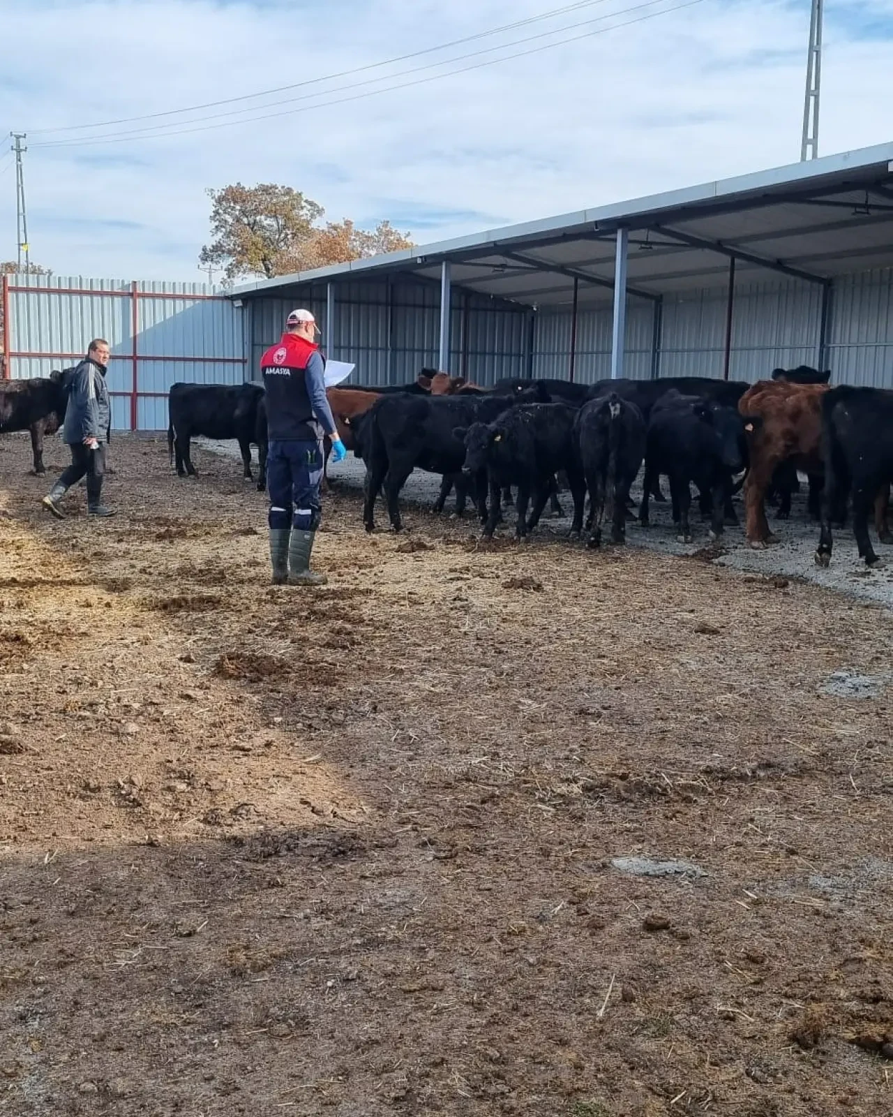 Hamamözü’nde Kırsal Hayvancılığa Yakın Takip 4