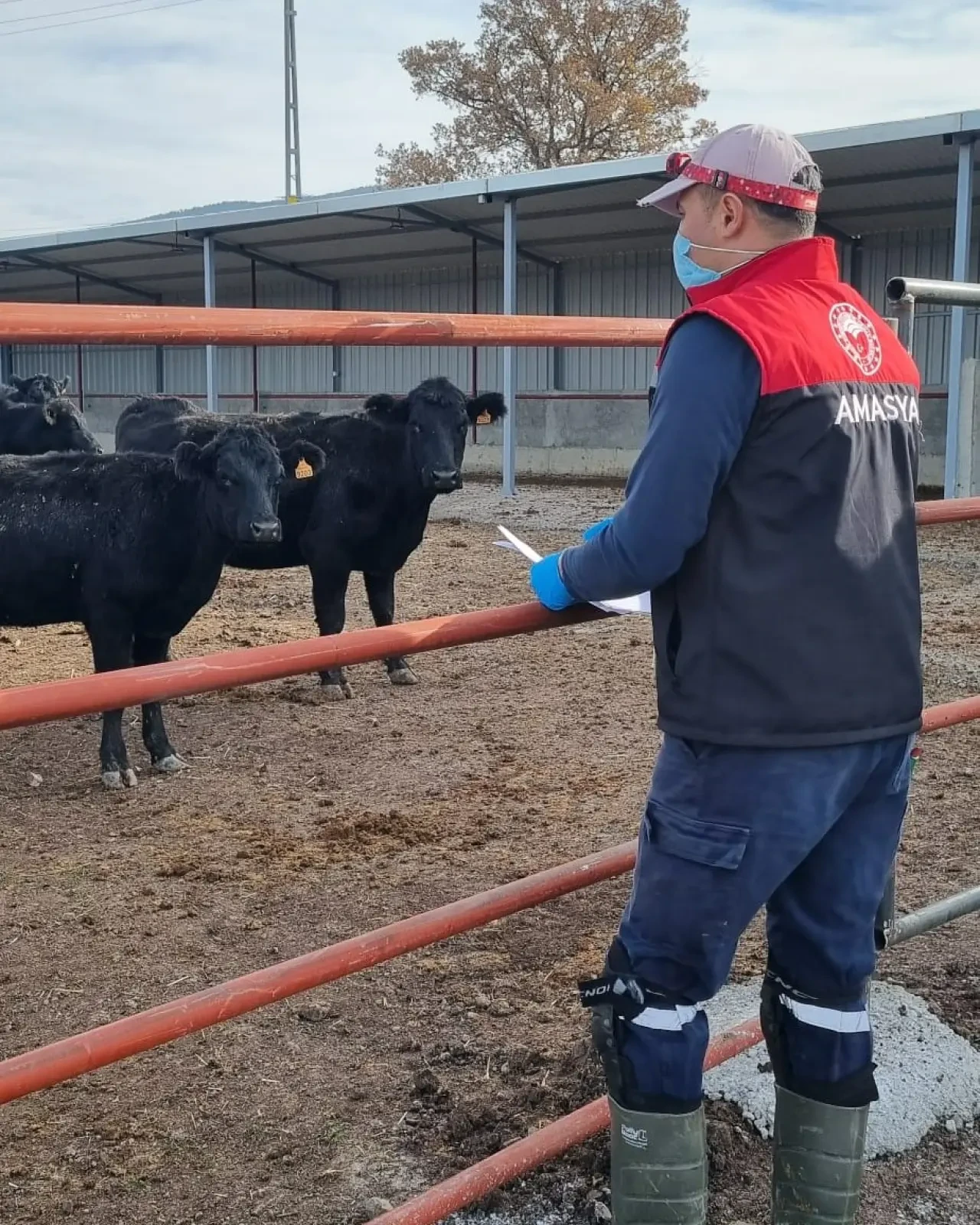 Hamamözü’nde Kırsal Hayvancılığa Yakın Takip 2