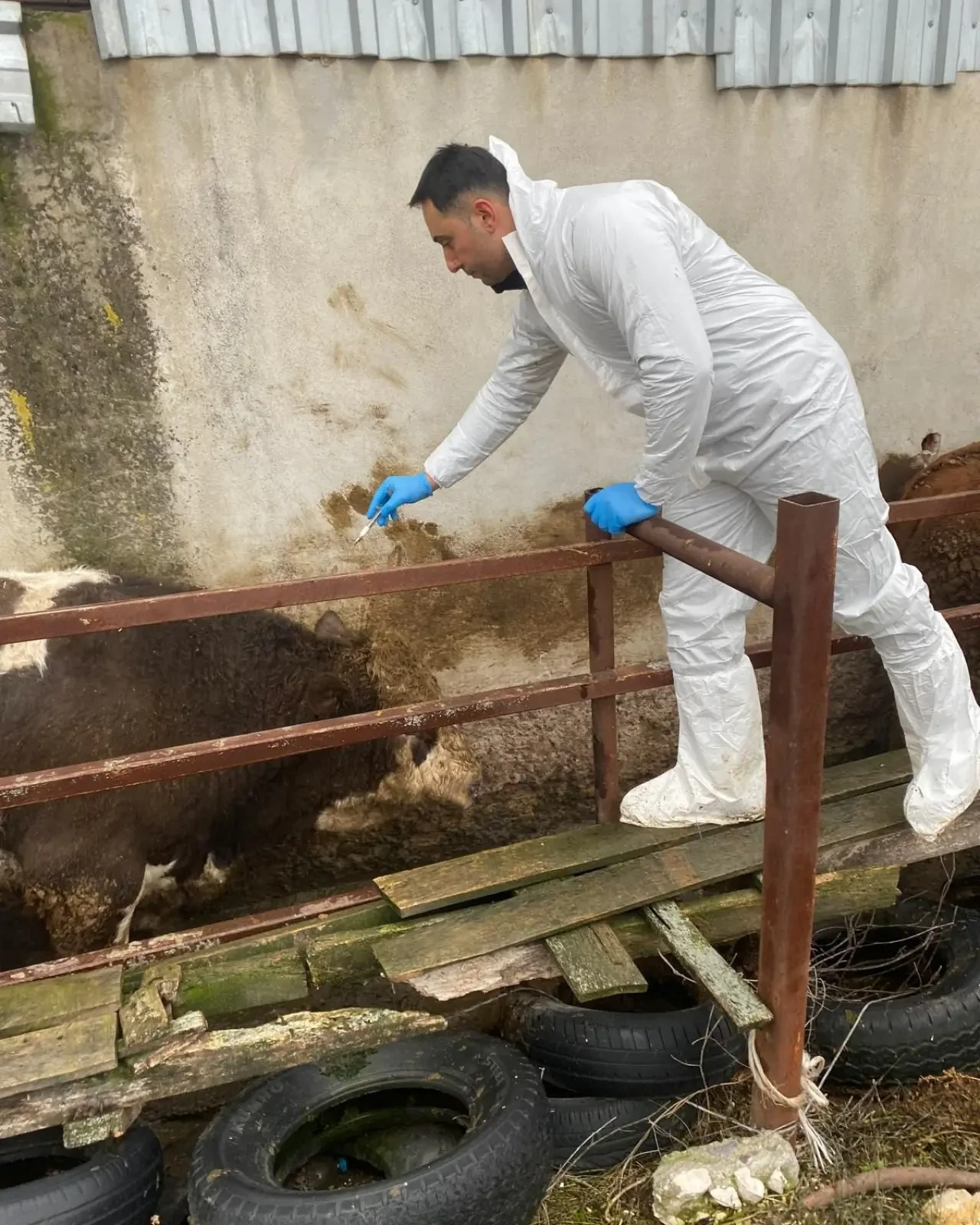 Amasya’da Şap Aşılama Çalışmaları Sürüyor 2
