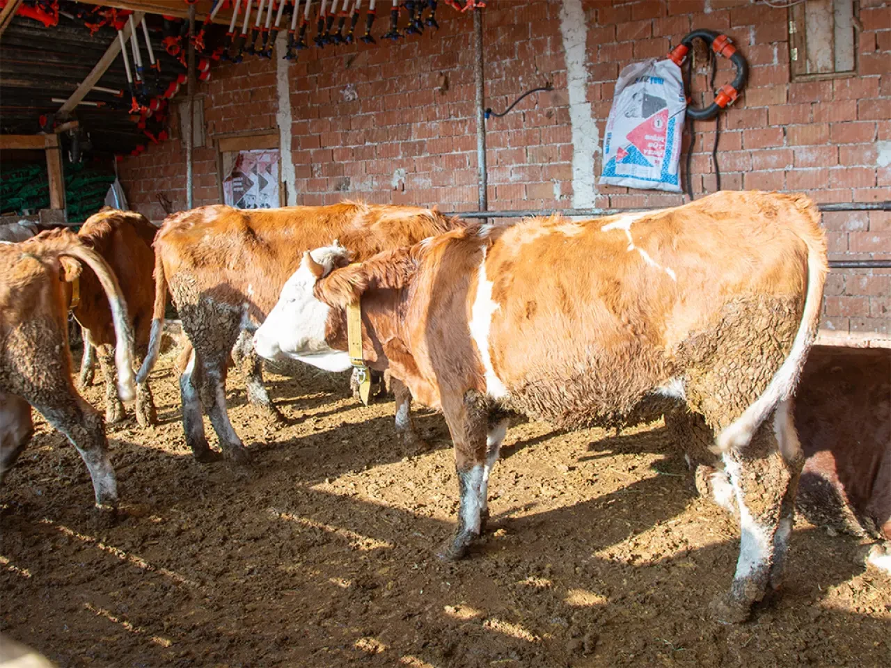 Amasya DSYB’den Üreticiye Yerinde Destek 1
