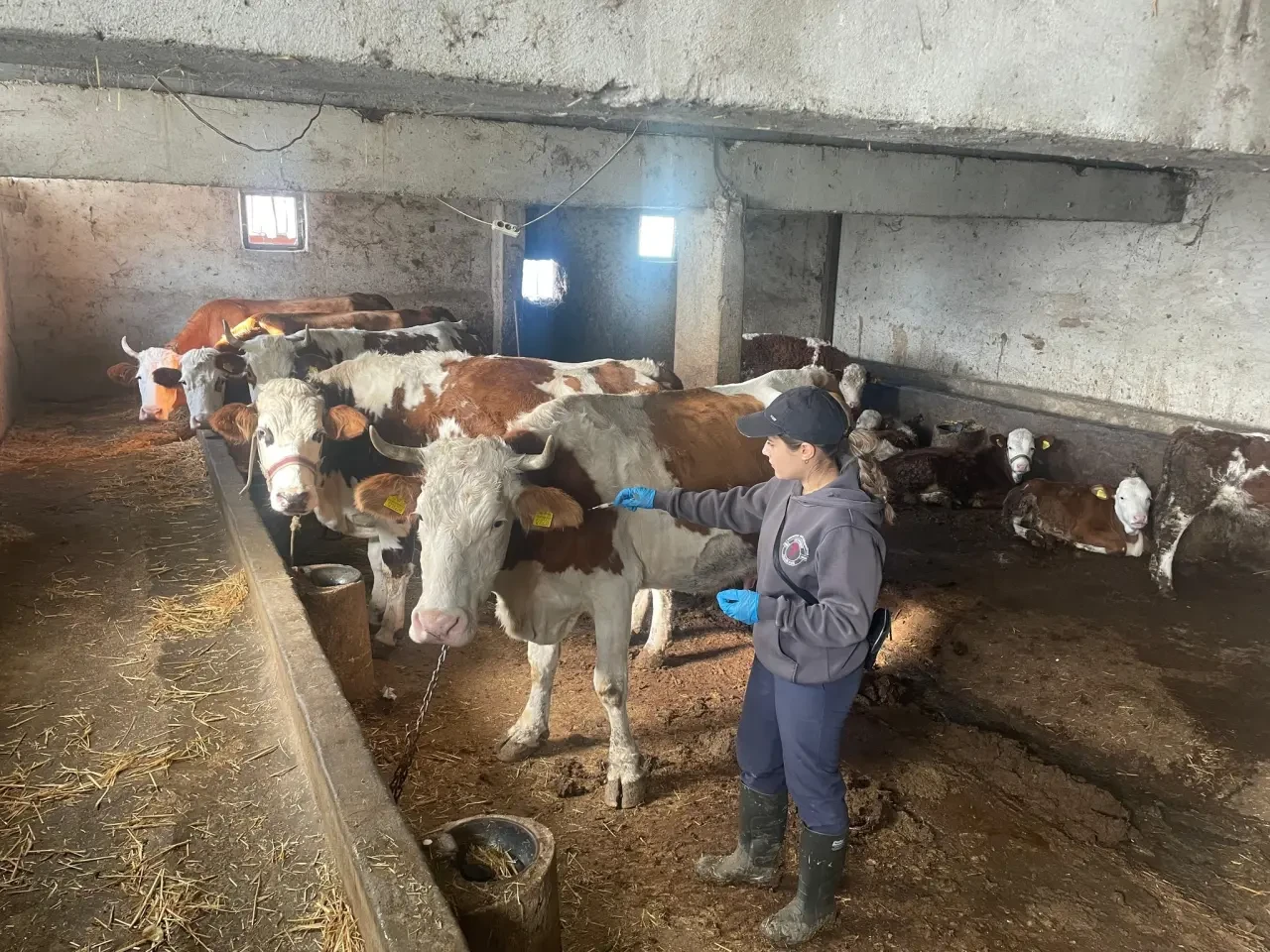 Gümüşhacıköy’de Büyükbaş Hayvanlara Koruyucu Aşı 2