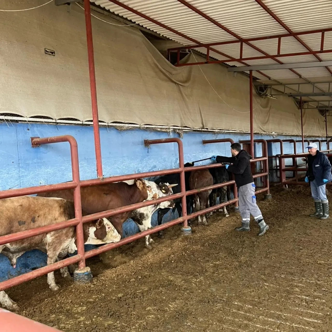 Merzifon’da Sığırlara Karantina 1