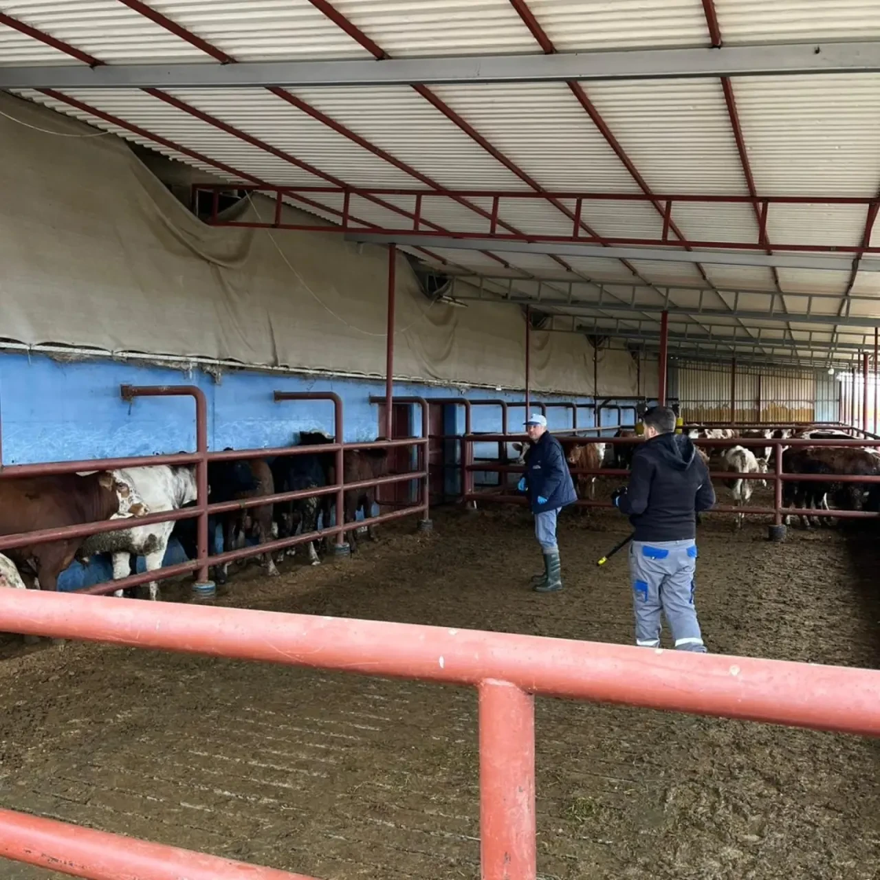 Merzifon’da Sığırlara Karantina 2