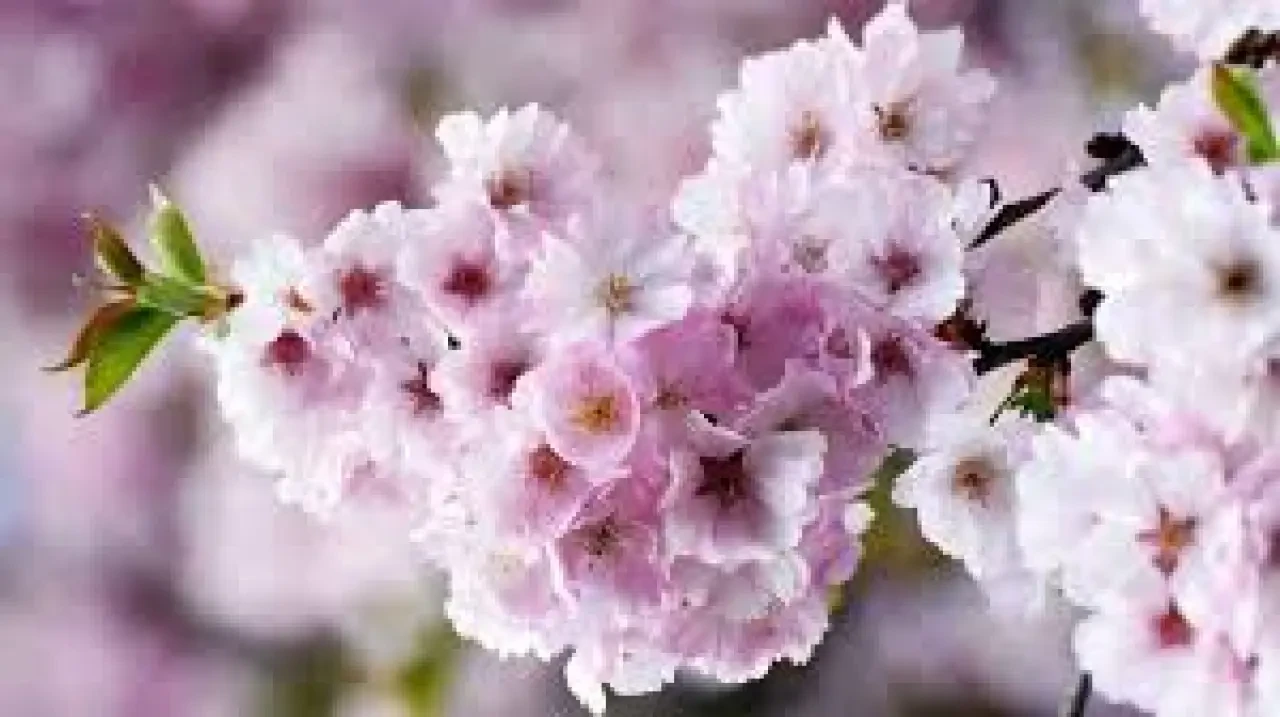 Rüyada Çiçek Görmek Ne Anlama Gelir? Rüyada Çiçek Görmenin Yorumu 1