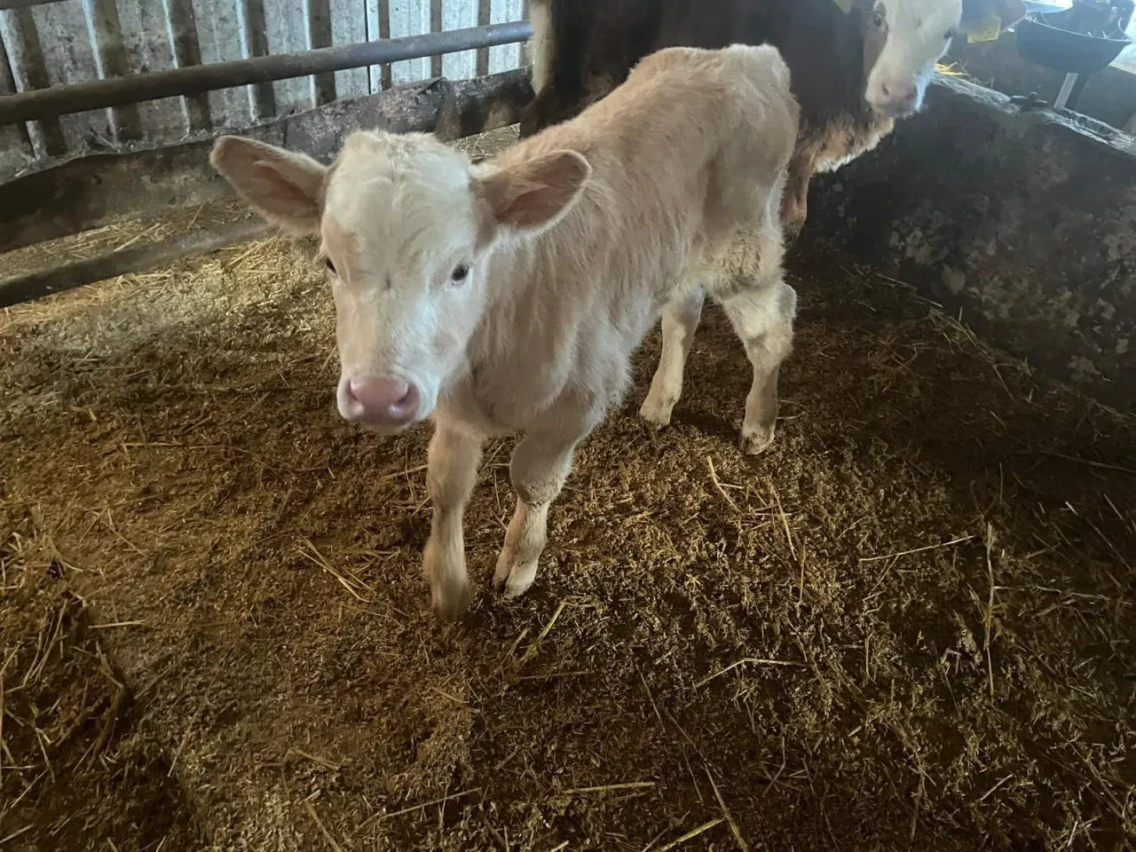 Amasya Hayvancılığında Islah Hamlesi 2