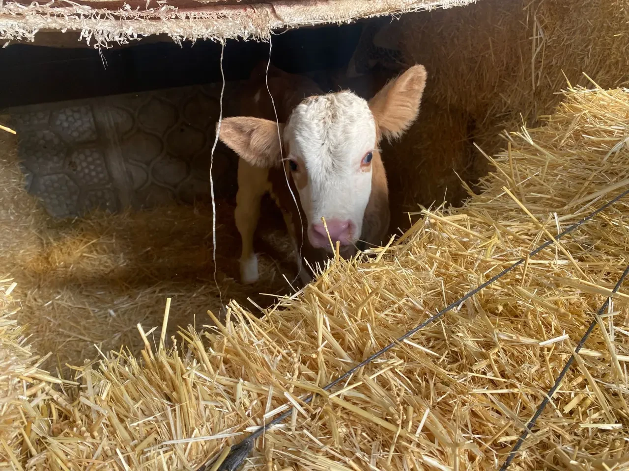 Amasya Hayvancılığında Islah Hamlesi 3