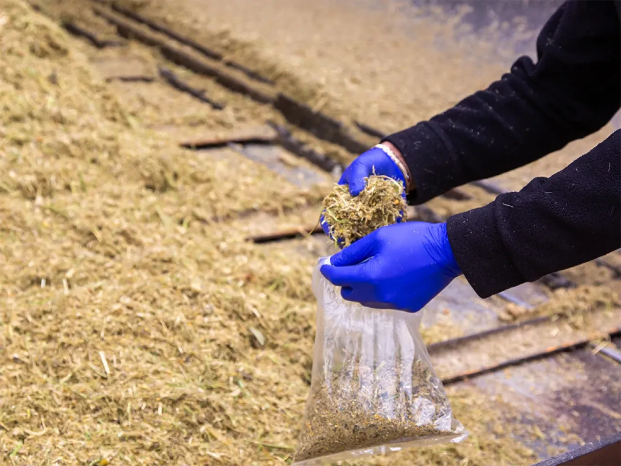 Amasya DSYB’de TMR Karma Yem Çalışmaları Aralıksız Sürüyor 4