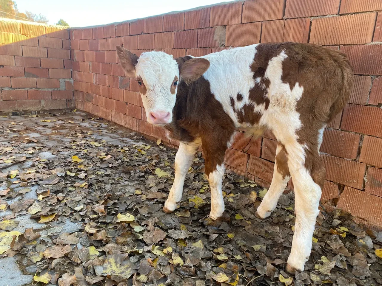 Amasya Hayvancılığında Islah Hamlesi 4