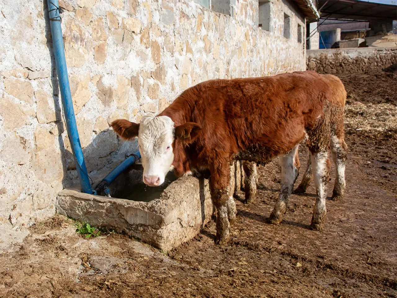 Köyümde Yaşamak İçin Bir Sürü Nedenim Var 6