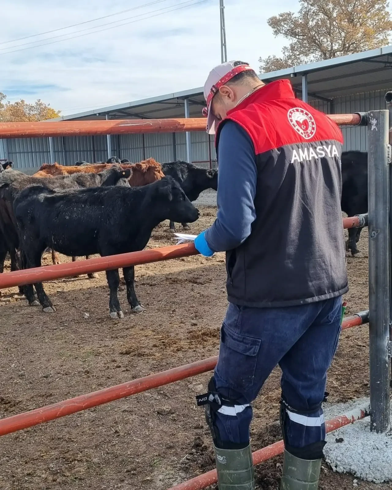 Hamamözü’nde Kırsal Hayvancılığa Yakın Takip 1