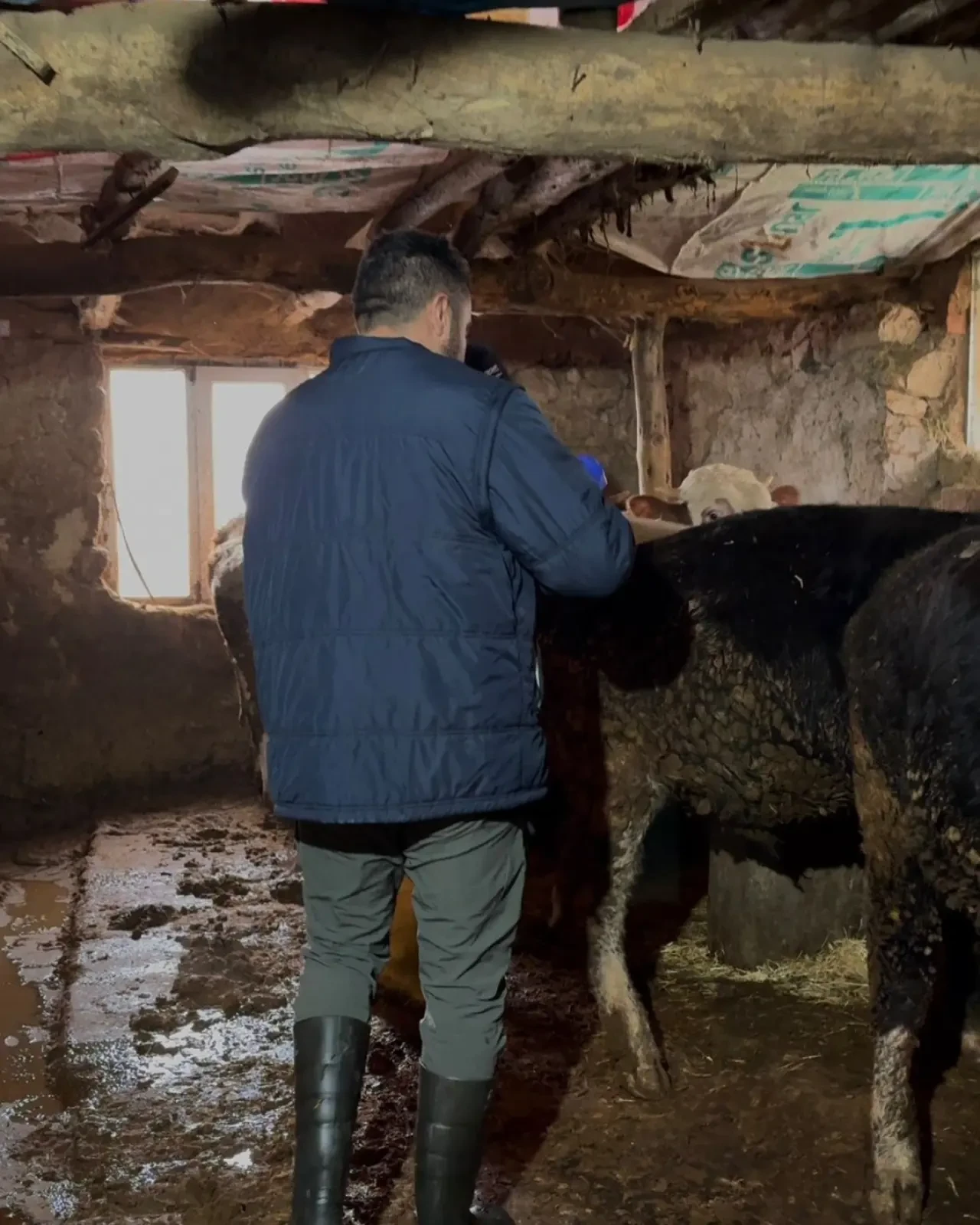 Amasya’da Şap Aşılama Çalışmaları Sürüyor 1