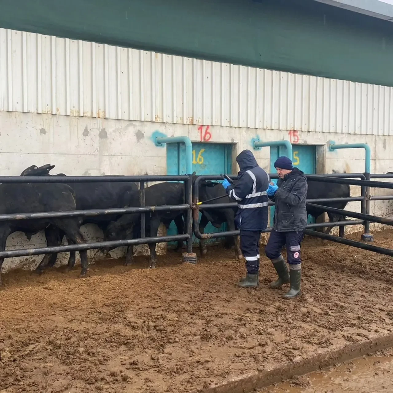 Karamağra’da İthal Hayvan Kontrolü 2