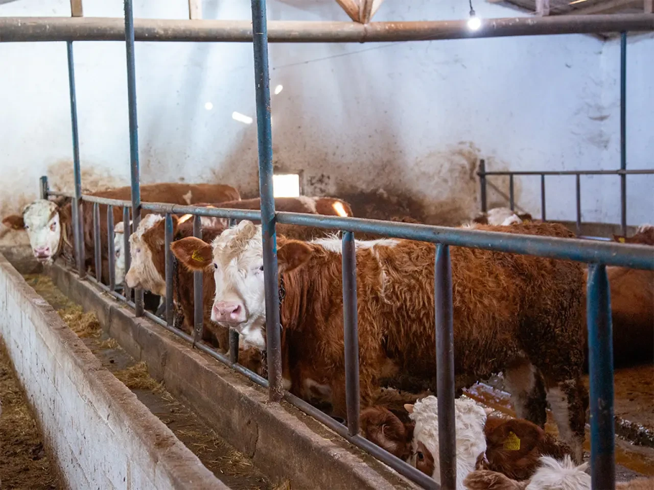 Amasya DSYB’den Üreticiye Yerinde Destek 2