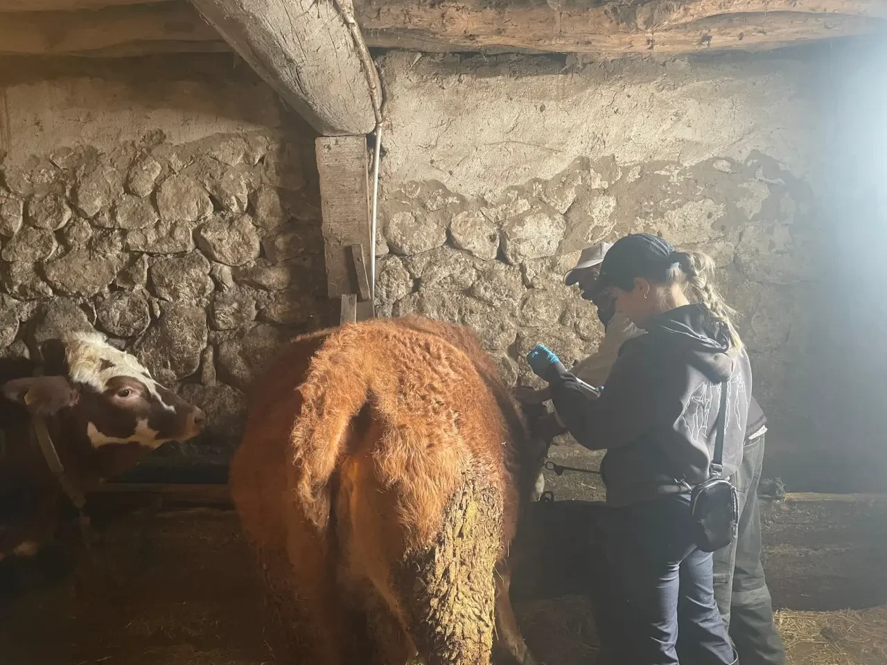 Gümüşhacıköy’de Büyükbaş Hayvanlara Koruyucu Aşı 1