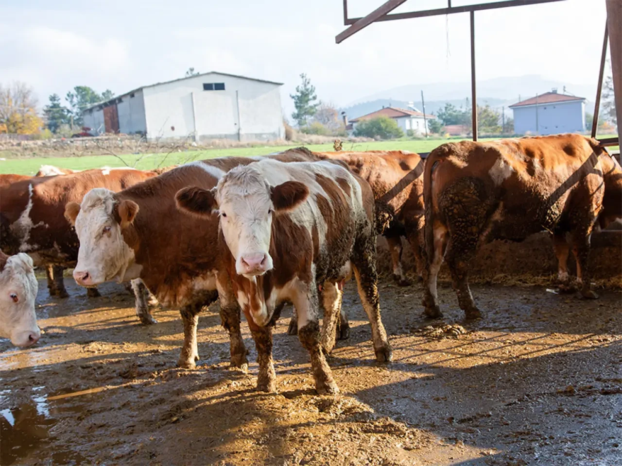 Köyümde Yaşamak İçin Bir Sürü Nedenim Var 4