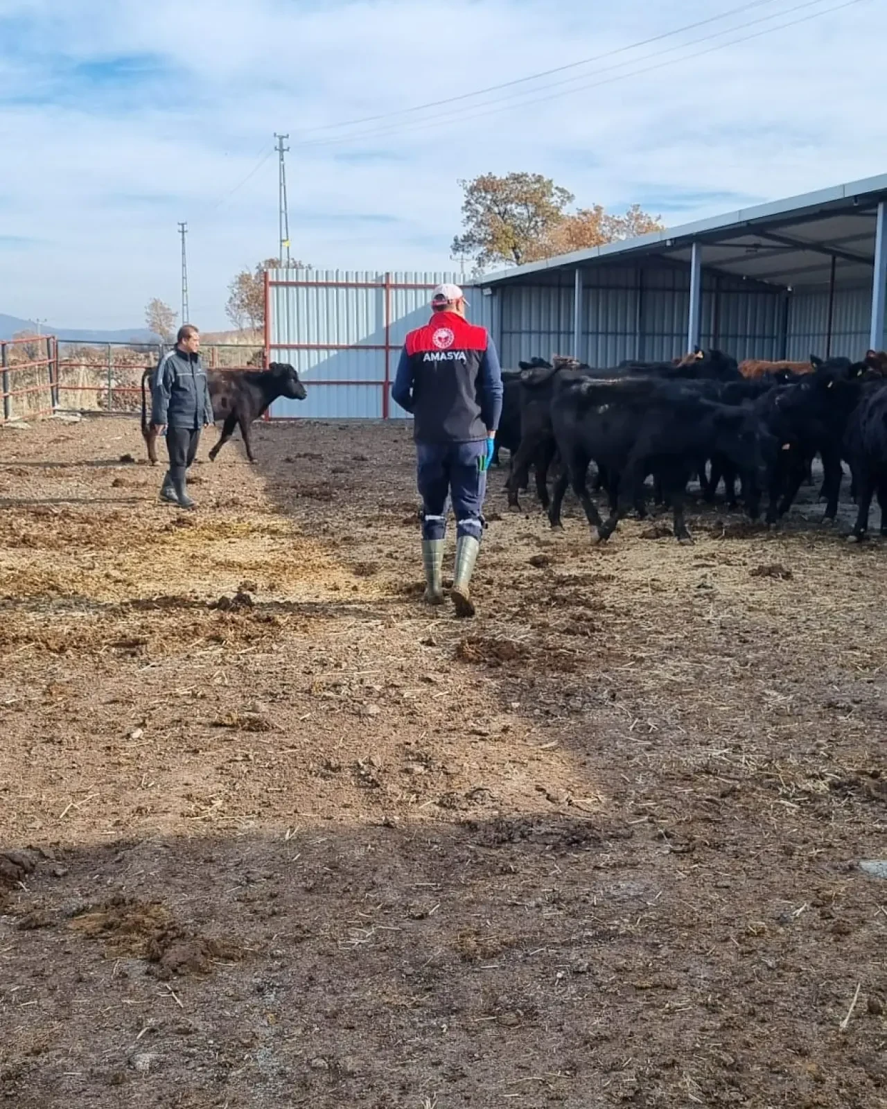 Hamamözü’nde Kırsal Hayvancılığa Yakın Takip 3