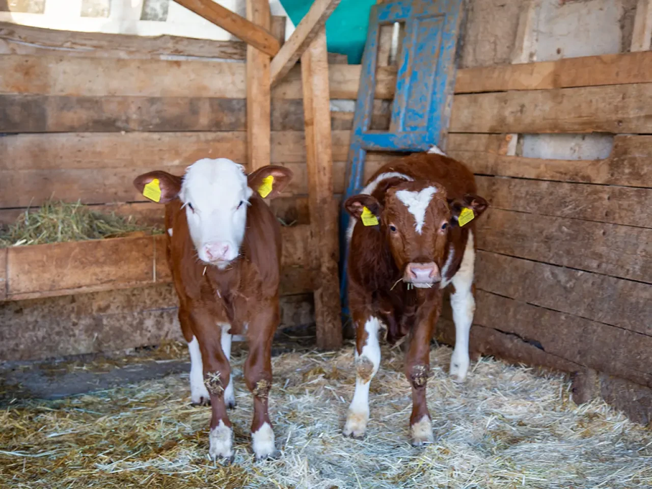 Amasya’da Hayvancılığa Proje Desteği 4